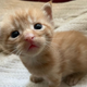 A photo of a Kotaku staffer's friend's kitten staring up at the camera.